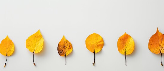 Poster - White background with yellow autumn leaves arranged neatly for a minimalist style, featuring copy space image.