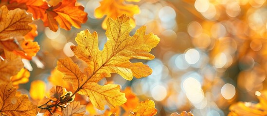 Aufkleber - Autumn's signature display of bright yellow oak leaves on a tree with copy space image.