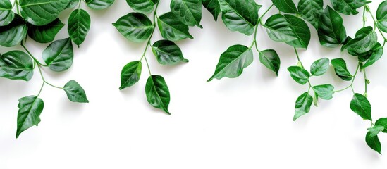 Canvas Print - Isolated white background with a green leafy branch, offering ample copy space for advertising or images on a banner-like horizontal backdrop.