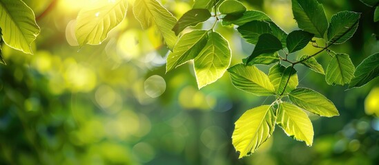 Poster - Fresh green leaves in close-up on a blurred bokeh background in the park, offering ample copy space for an image.