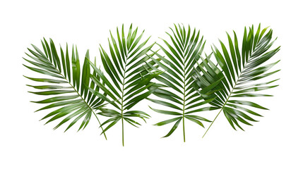 Wall Mural - Palm leaves for decoration of art frame wallpaper,banner and card on transparent background.