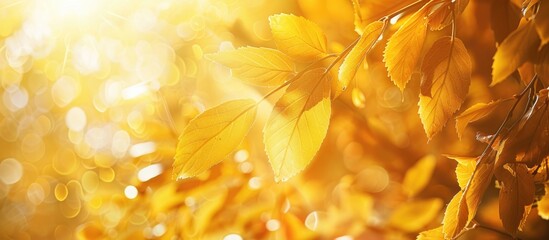 Leinwandbilder - Banner with a backdrop of golden yellow leaves and sunlight, ideal for copy space image.