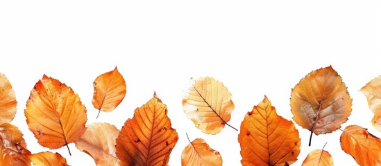 Wall Mural - autumn-themed dry leaves in shades of orange, yellow, and brown, isolated on a white background for 