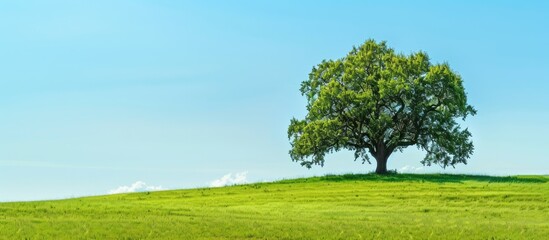 Sticker - A single large oak tree set against a backdrop of blue sky and lush green grass on a sunny day, creating a serene landscape with ample copy space image for a banner.