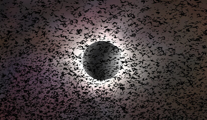 Aufkleber - Dramatic scientific background - Total solar eclipse in dark glowing sky over silhouette birds flying and sunset sky