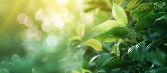 Canvas Print - Green leaf on a blurred bokeh background with copy space image for a fresh, natural aesthetic in abstract greenery wallpaper.