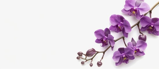 Canvas Print - Purple orchid branch isolated on white background, featuring copy space image.