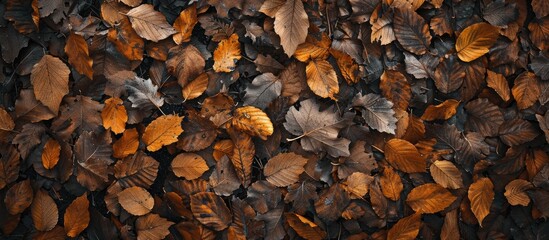 Wall Mural - Fallen leaves covering the ground, with copy space image.