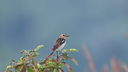 Wall Mural - On a sunny summer evening, a male whinchat sits atop the bush with a blue background perpendicular to the camera lens and holds an insect in its beak.