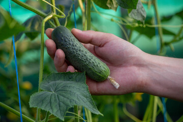 Wall Mural - farmer collects cucumbers close-up. Selective focus