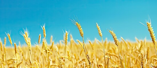 Poster - A serene summertime scene, featuring a vast golden wheat field against a clear blue sky, perfect for use as a copy space image.