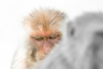 Monkey Rhesus Macaque Animal Portrait