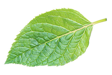 a close up of a leaf