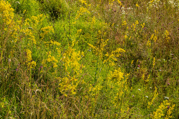 Aufkleber - Yellow bedstraw and other wildflowers.