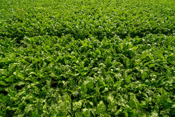 Wall Mural - from the top point, green leaves of sugar beet in the field and a technical trail