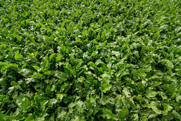 Wall Mural - green leaves close up at sugar beet field in summer time