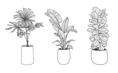 hand drawn, illustration set beautiful tropical plants , tropical leaves in pots.