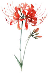 Canvas Print - PNG Red spider lily flower amaryllis blossom anther.