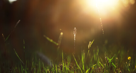 Wall Mural -  Calm quiet scene green grass landscape.Spring green grass.