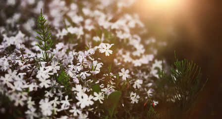 Sticker - The first flowers against the background of green spring. Spring bloom.