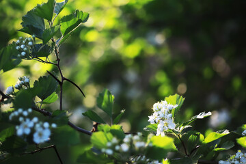 Sticker - Spring bloom. The first flowers against the background of green spring.