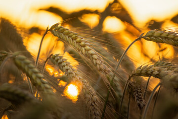 Wall Mural - View of the ears of grain during sunset