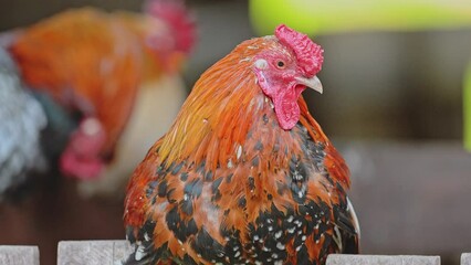 Sticker - The chicken sits in the coop and resting.