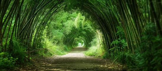 Wall Mural - Bamboo Forest Pathway