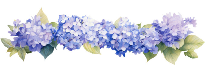 PNG Hydrangea blossom flower lilac