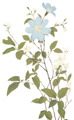 Poster - PNG Illustration of a Jasmine blue blossom flower plant.