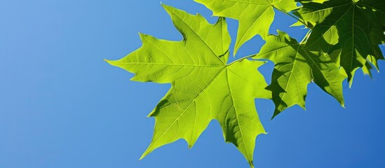 Close-up image of a Liquidambar styraciflua leaf in bright green against a blue sky, suitable for design with copy space.