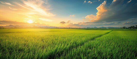 Wall Mural - empty rice fields in the pre-winter season with a clear view of the horizon offer a serene copy spac