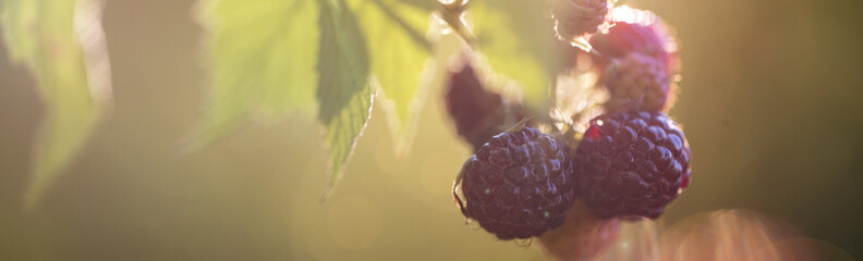 Wall Mural - Macro Ripe Blackberries Berry on Branch with Leaves illuminated by sunlight, Panoramic banner. Growing Organic Healthy Fresh Vitamin Fruit Food in Summer Garden or Farm. Agriculture, Agricultural Crop