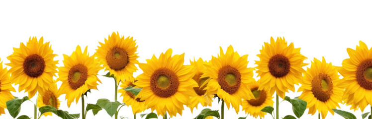 Wall Mural - PNG Daytime sunflower hills border backgrounds outdoors nature