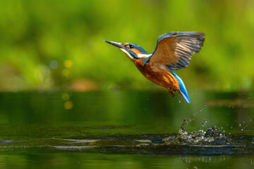 common kingfisher (alcedo atthis) flying and diving while trying to catch a fish in the forest in th