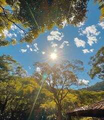 Wall Mural - Sun Shining Through Trees on a Sunny Day