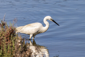 Wall Mural - The little egret, Egretta garzetta in Ria Formosa Natural Reserve, Algarve Portugal