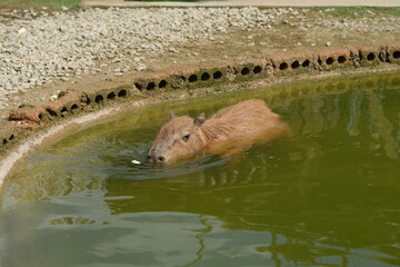 Poster - The capybara (Hydrochoerus hydrochaeris) is the largest rodent in the world. Known for their social nature and unique appearance, capybaras are native to South America. |水豚