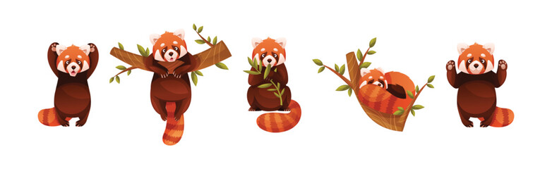 Wall Mural - adorable red panda as small fluffy mammal with dense reddish-brown fur and ringed tail in different 