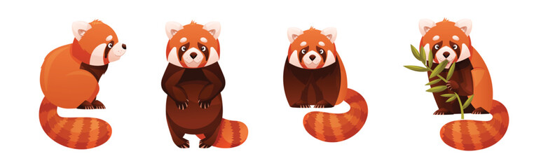 Wall Mural - adorable red panda as small fluffy mammal with dense reddish-brown fur and ringed tail in different 