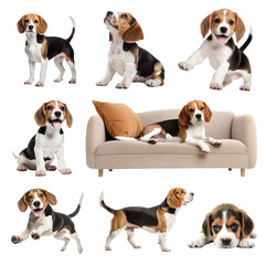 Poster - Cute Beagle dog png element set, transparent background