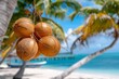 © reels - Close-up of fresh coconuts on palm tree with tropical beach background, clear blue sky, white sand, and turquoise ocean waters.