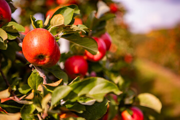 Wall Mural - Ripe Red Apples on a Tree Branch in an Orchard