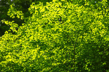 Wall Mural - Green leaves on a tree in nature