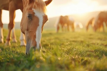 A horse is eating grass in a field