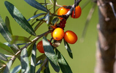 Wall Mural - Ripe sea buckthorn on a tree in summer. Macro