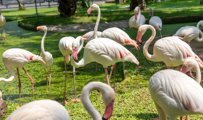 Poster - Pink flamingo birds in the park