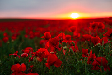 Wall Mural - Blooming red poppies in a field against the sun on the horizon.