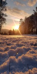 Wall Mural - Sunset Over Snowy Field With Trees In The Background