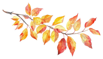 Wall Mural - PNG Autumn branch with colorful leaves